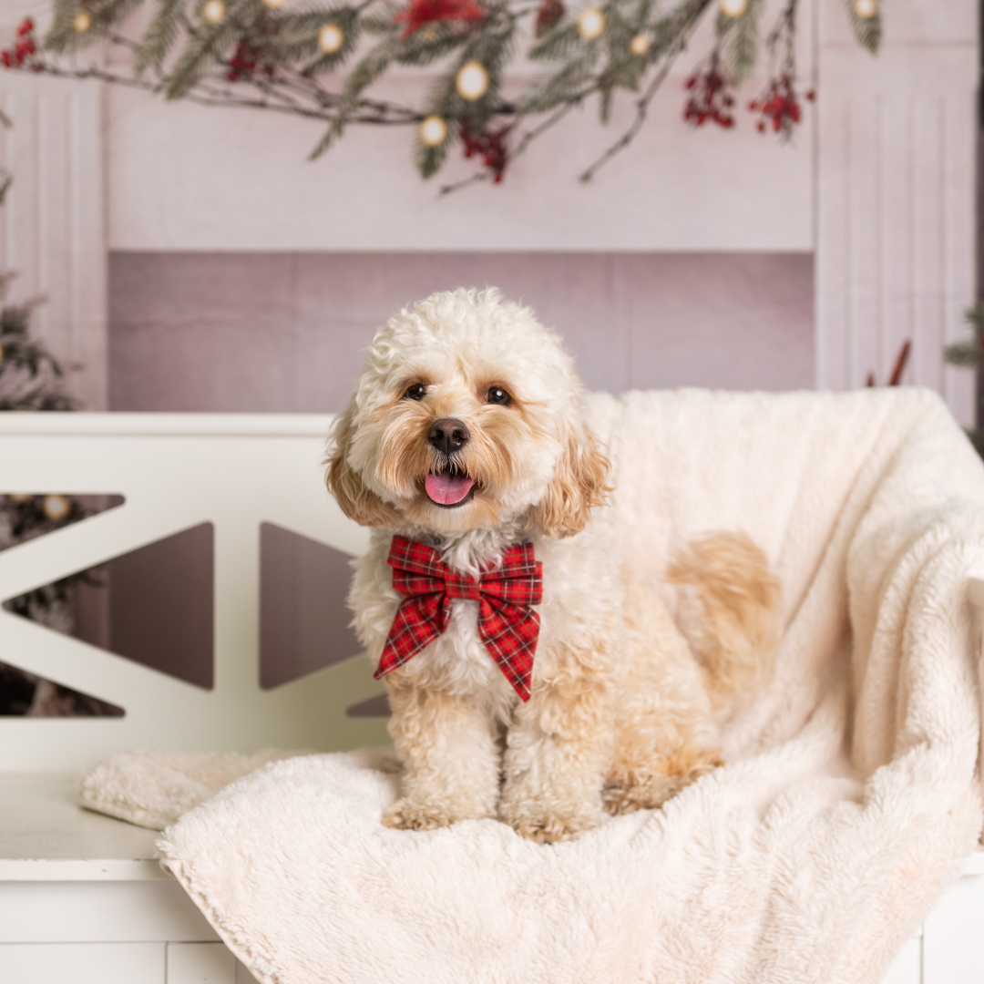 Professional Holiday Photoshoot