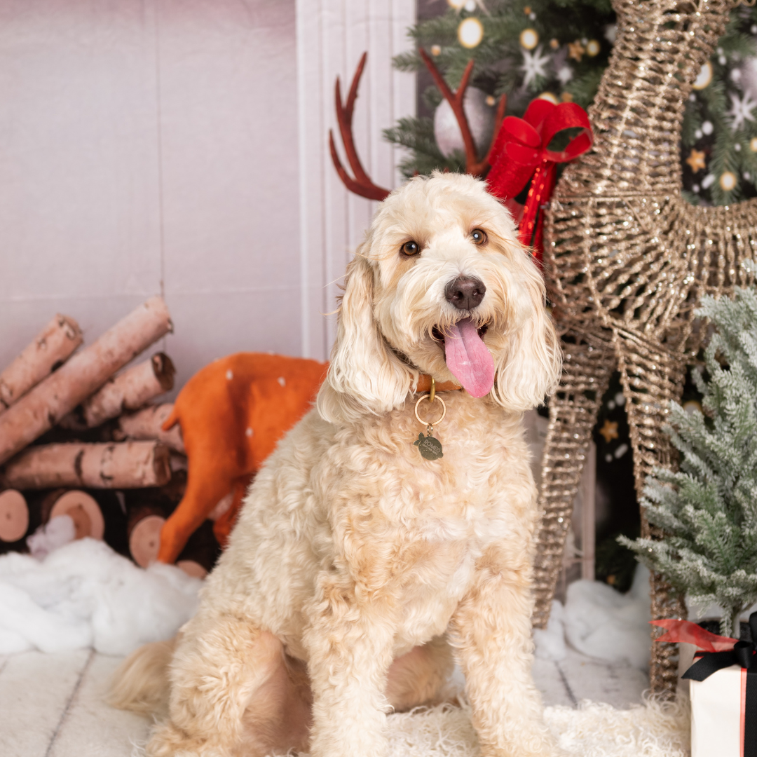 Professional Holiday Photoshoot