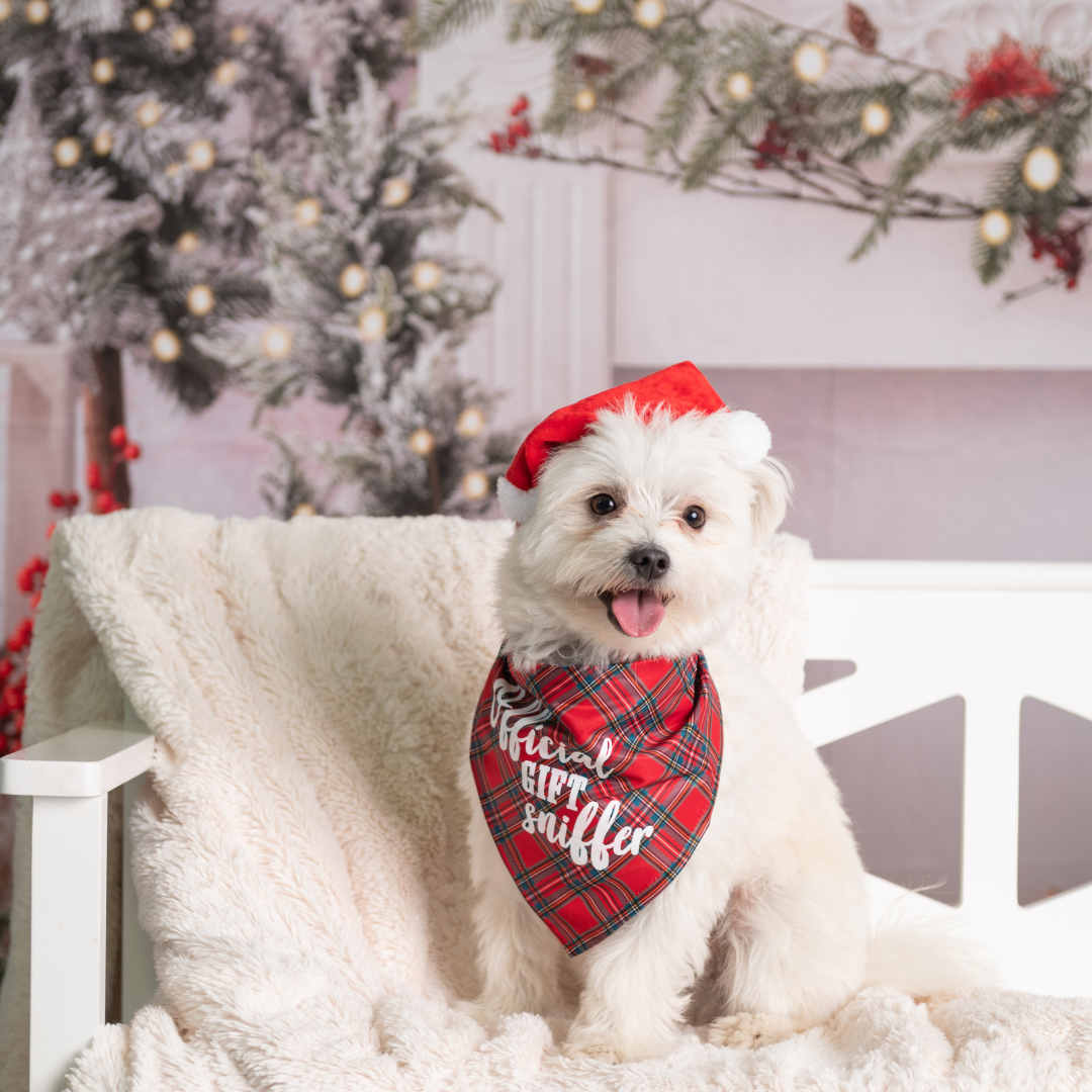 Professional Holiday Photoshoot