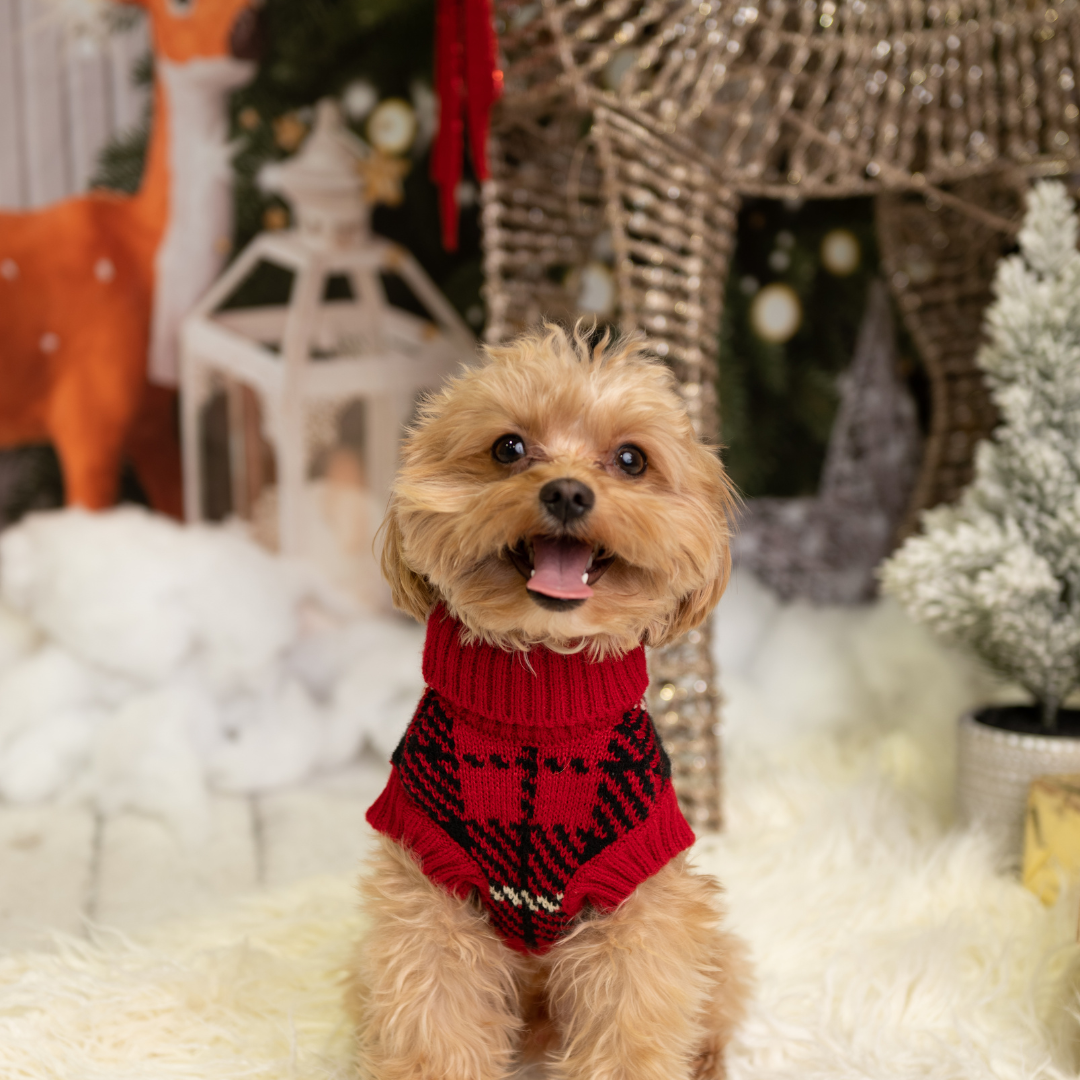 Professional Holiday Photoshoot