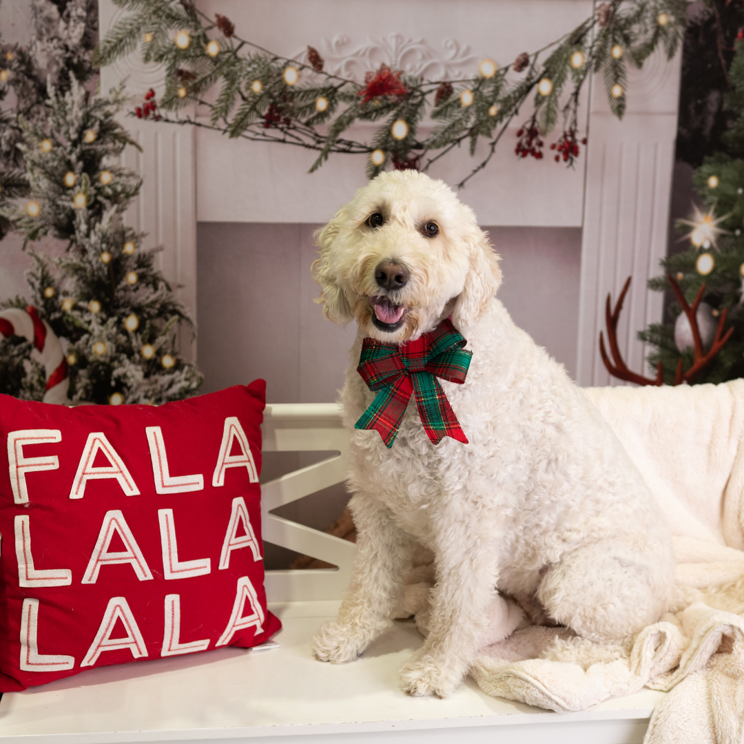 Professional Holiday Photoshoot