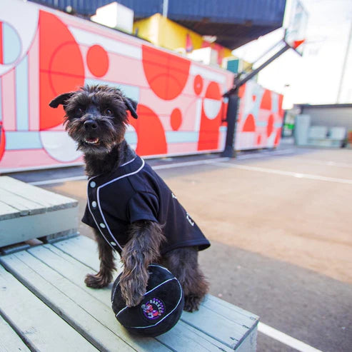 Pawty Animals - Toronto Barkers