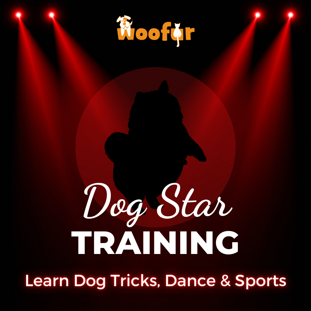 Dog Star Training