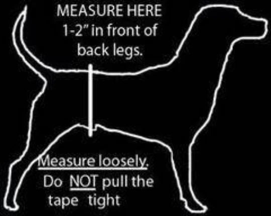Jack & Jill - Male Dog Belly Band (Black)