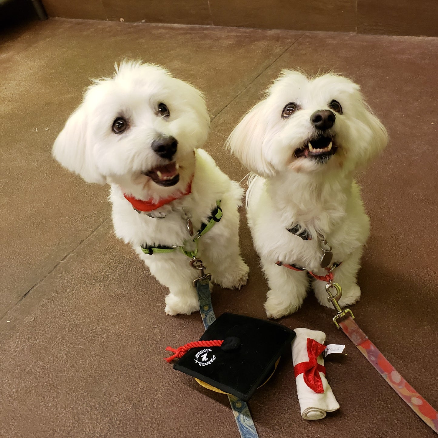 Canine Foundations Class - Chubbs Bars,  - pet shampoo, Woofur Natural Pet Products - Chubbs Bars Company, Woofur Natural Pet Products - Chubbs Bars Canada