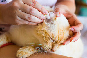 Cat Grooming PPI