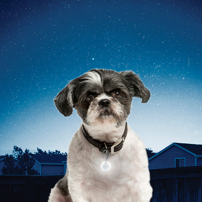 NiteIze - PetLit Collar Light - Chubbs Bars, - pet shampoo, Woofur Natural Pet Products - Chubbs Bars Company, Woofur Natural Pet Products - Chubbs Bars Canada