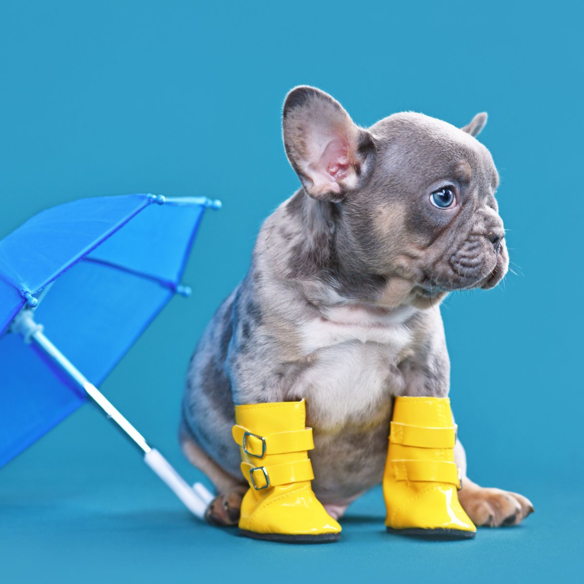 Booties – Woofur Natural Pet Products