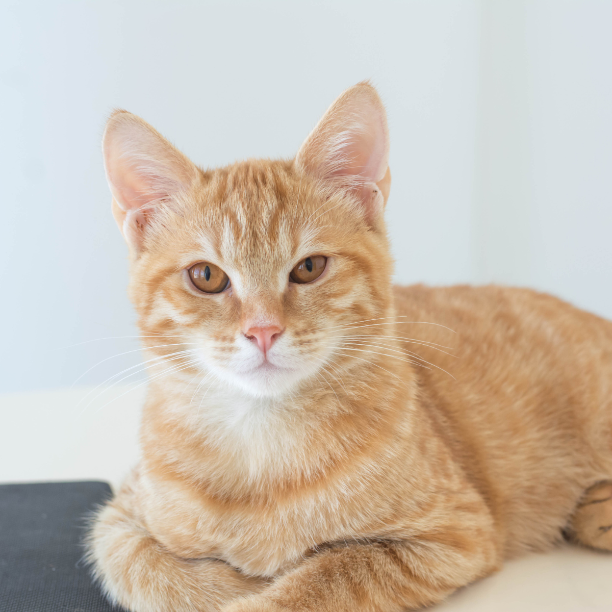 Cat Products