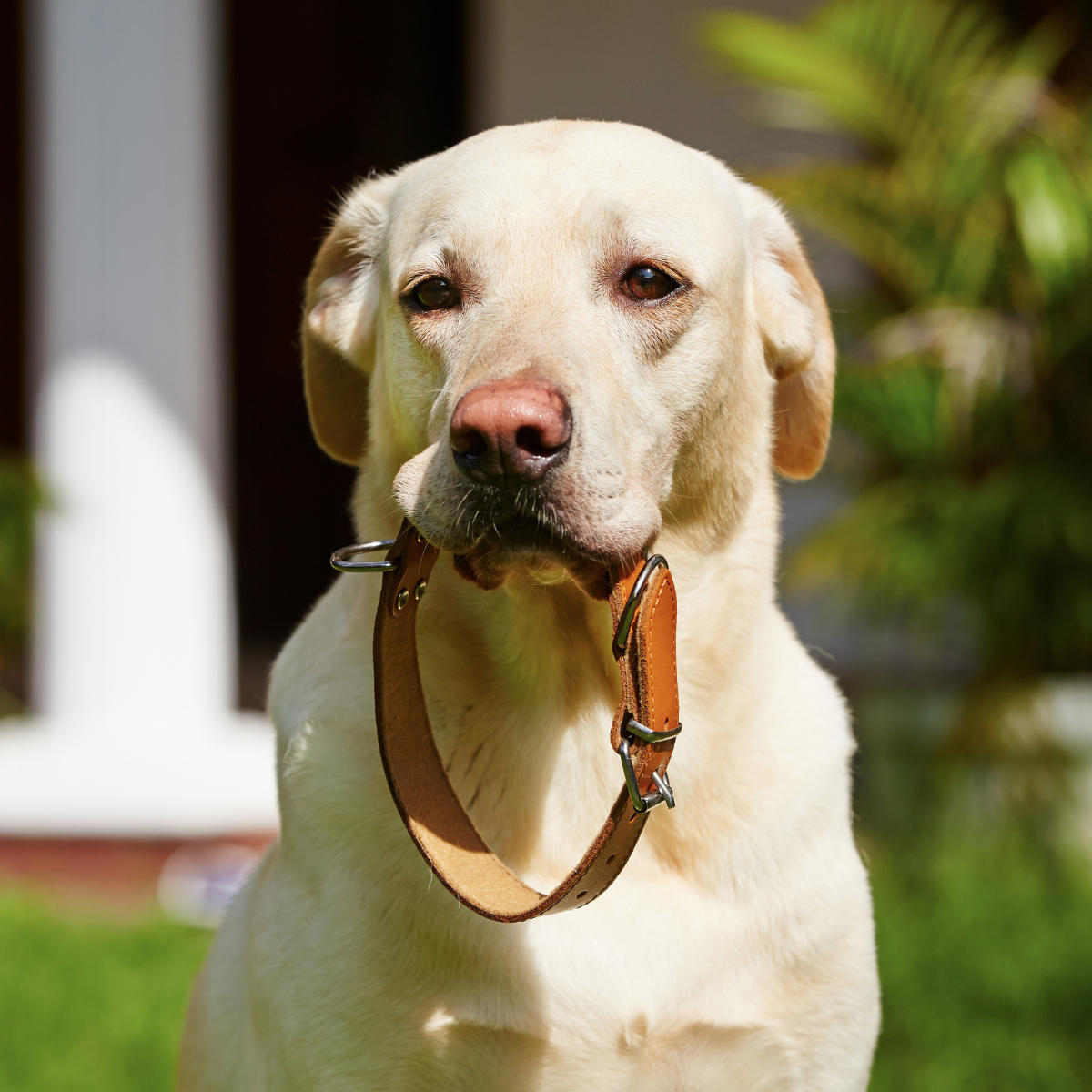 Collars