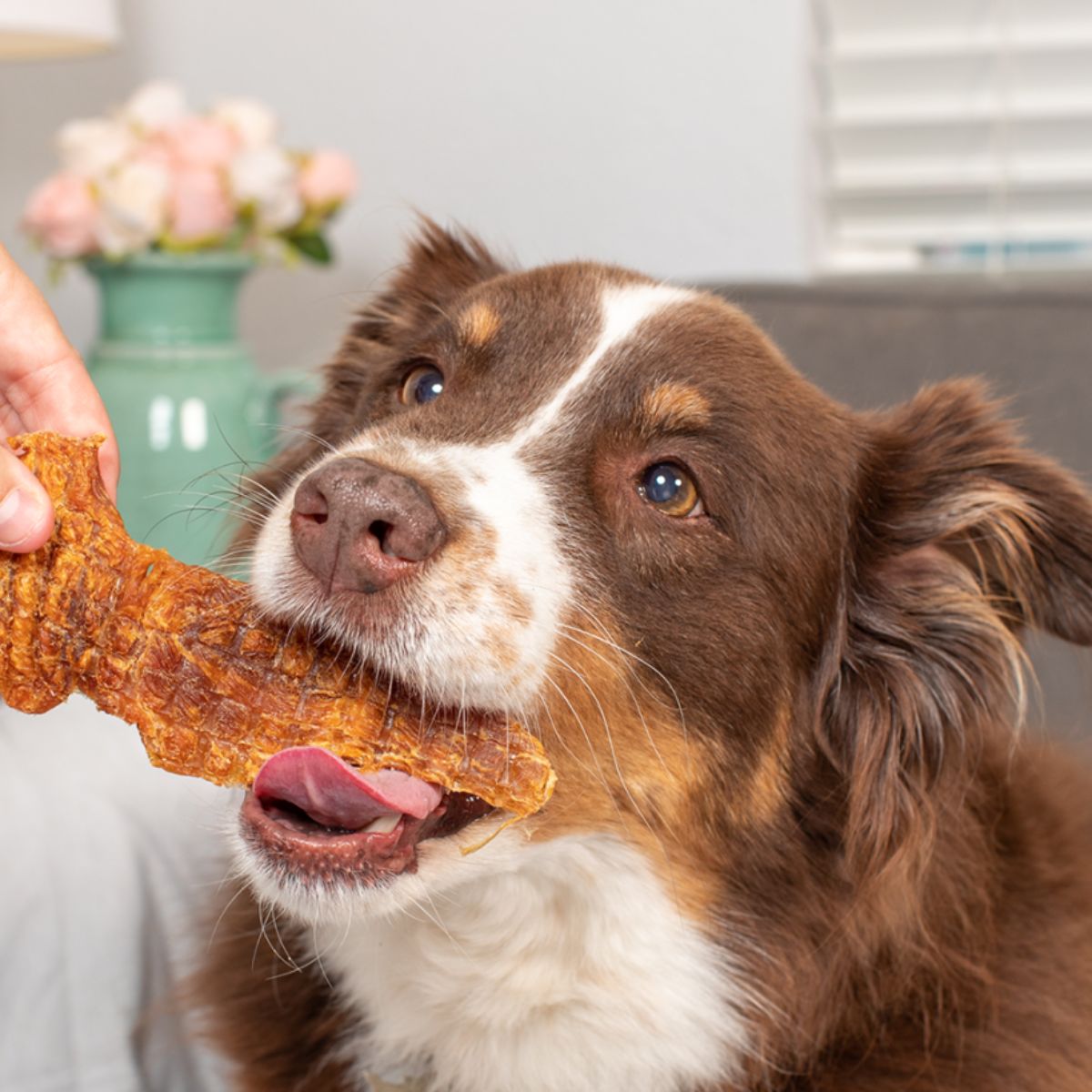 Dehydrated Treats