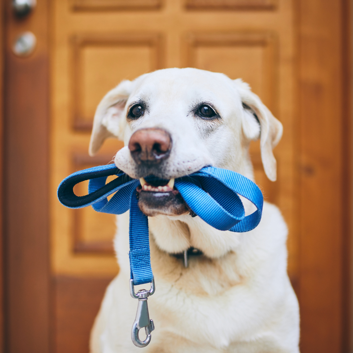 Leashes