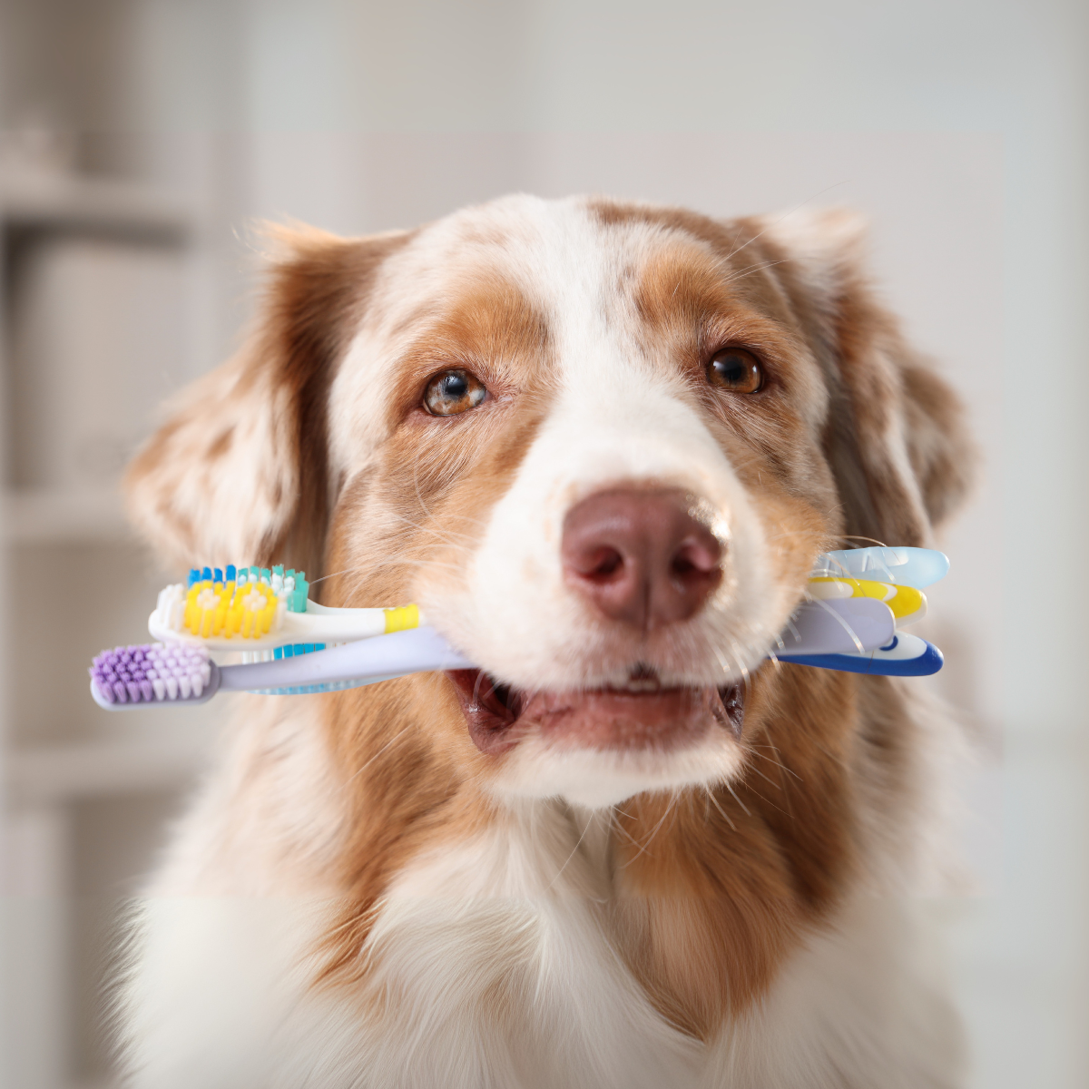 Dental Care