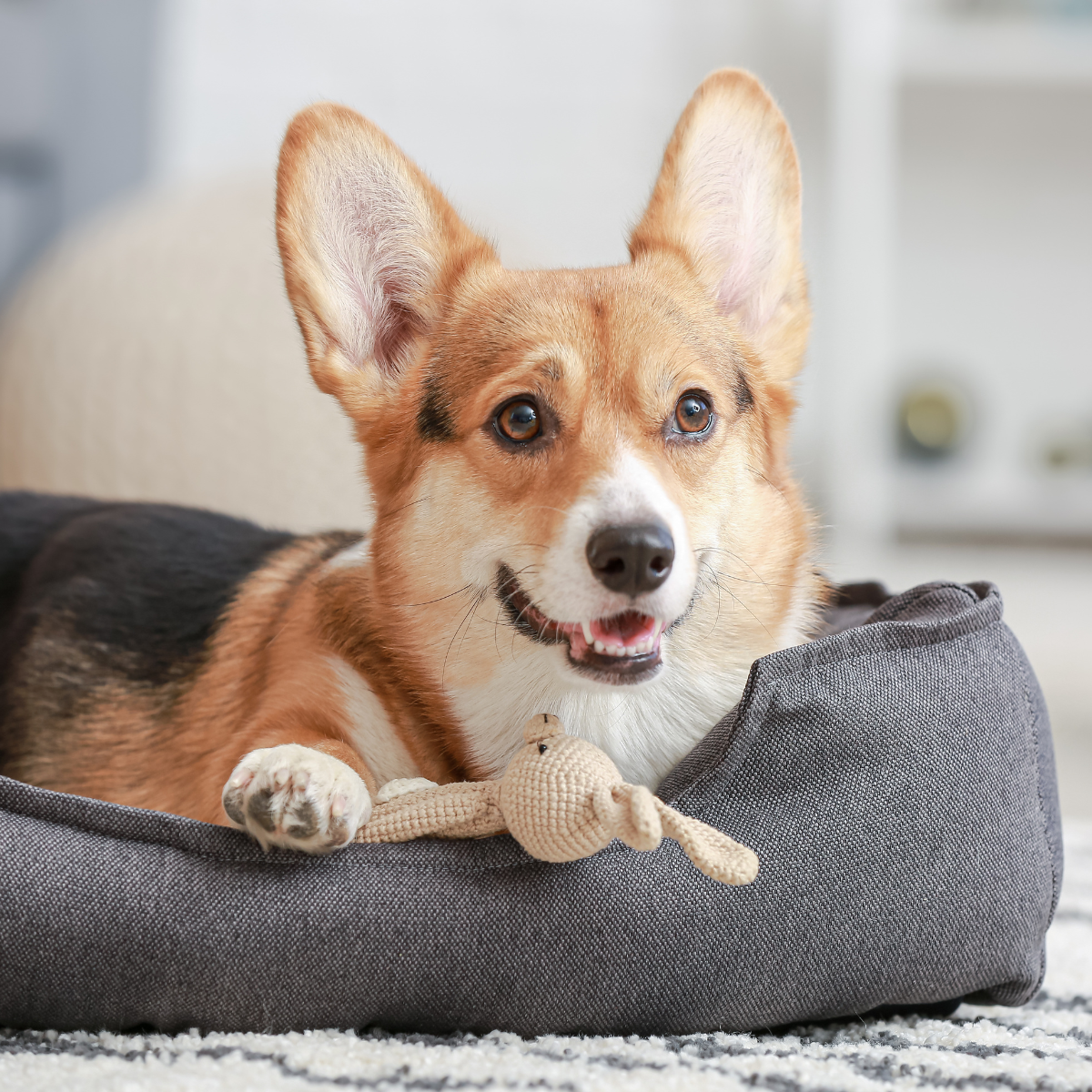 Dog Beds & Crates