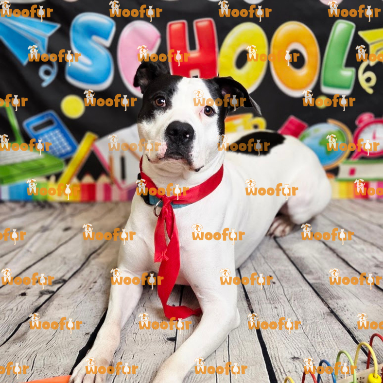 Woofur Daycare Event Photos