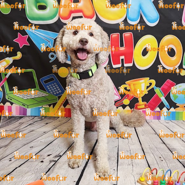 Woofur Daycare Event Photos