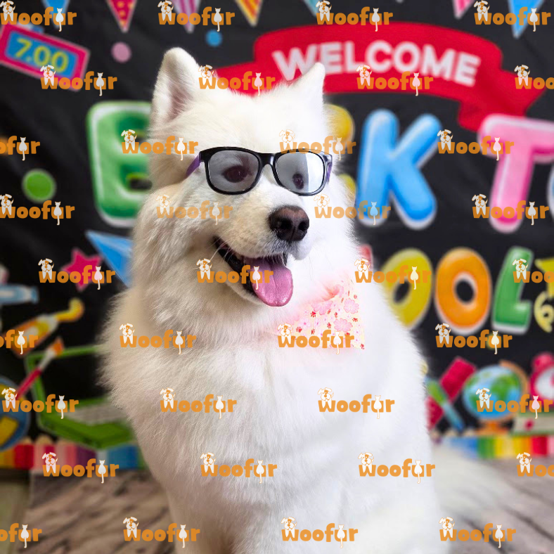 Woofur Daycare Event Photos