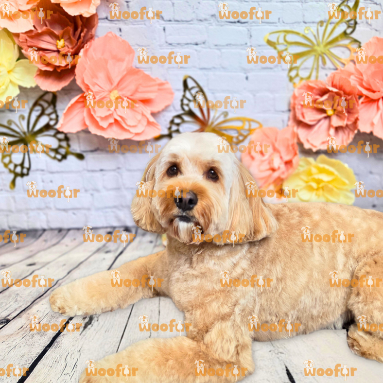 Woofur Daycare Event Photos
