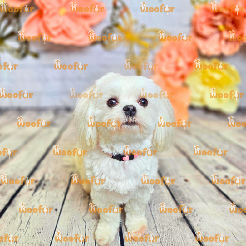 Woofur Daycare Event Photos