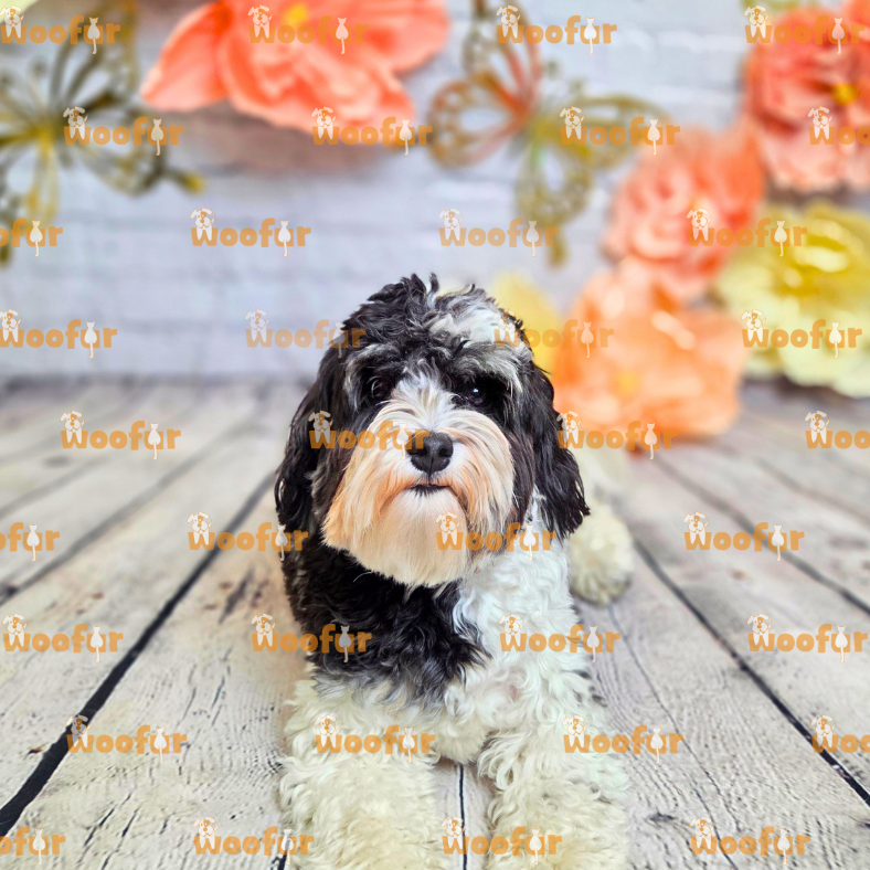 Woofur Daycare Event Photos