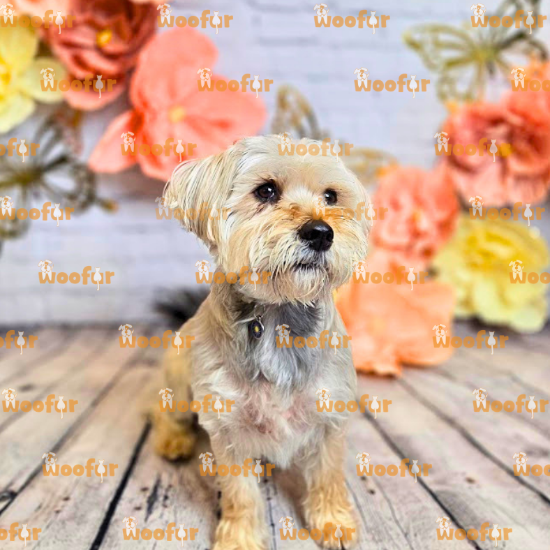 Woofur Daycare Event Photos