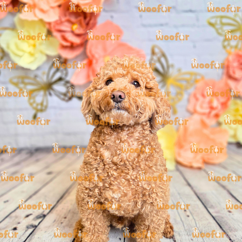 Woofur Daycare Event Photos