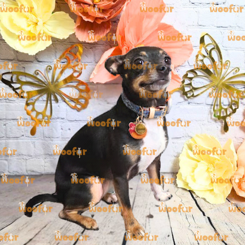 Woofur Daycare Event Photos