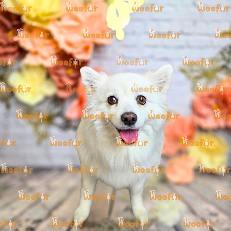 Woofur Daycare Event Photos