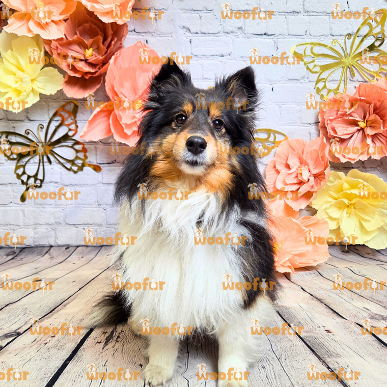 Woofur Daycare Event Photos