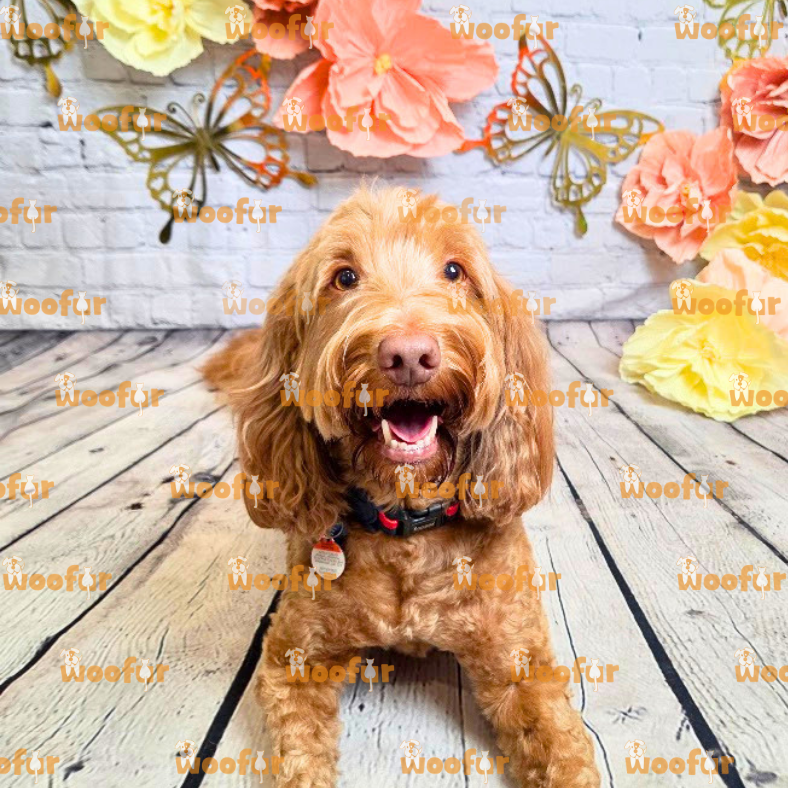 Woofur Daycare Event Photos