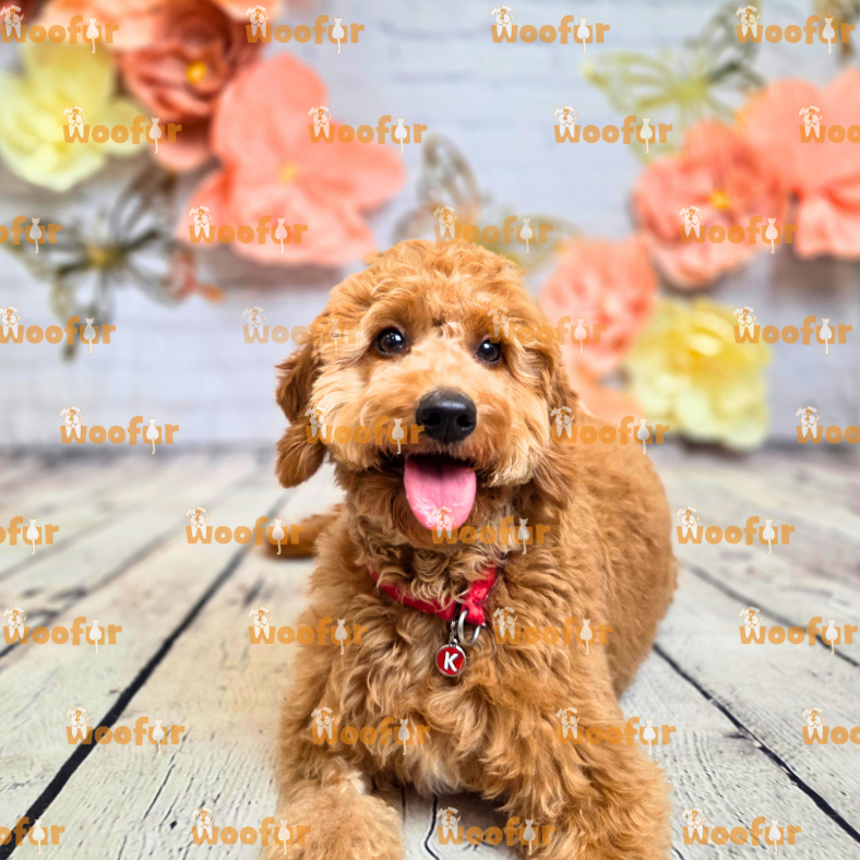 Woofur Daycare Event Photos