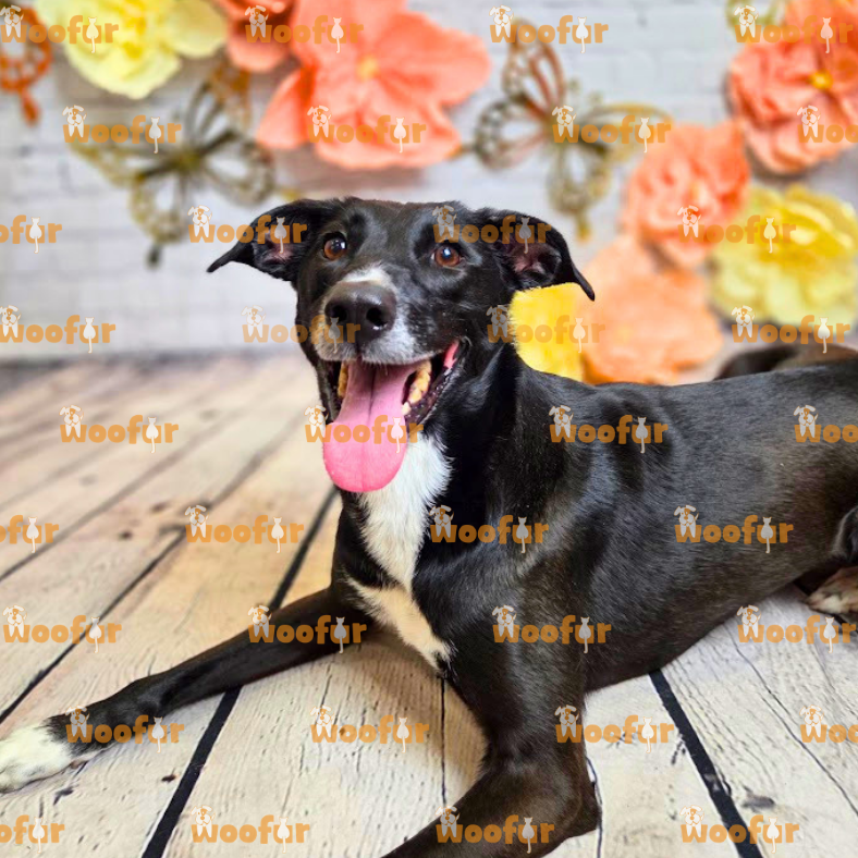 Woofur Daycare Event Photos