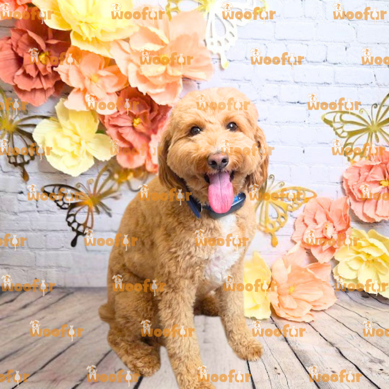Woofur Daycare Event Photos