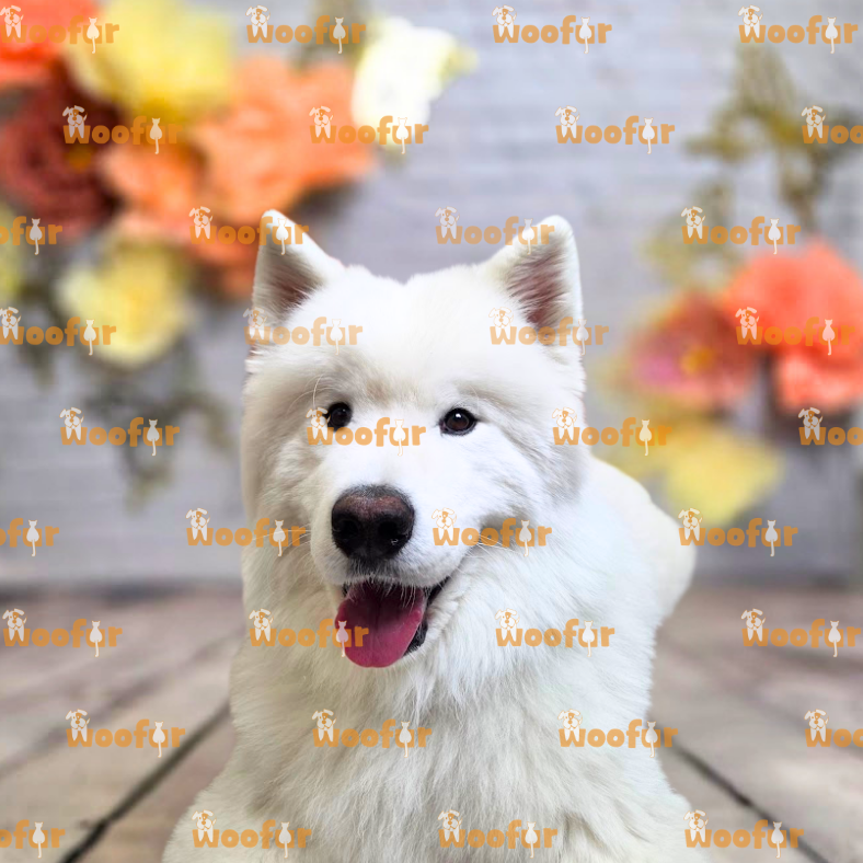 Woofur Daycare Event Photos