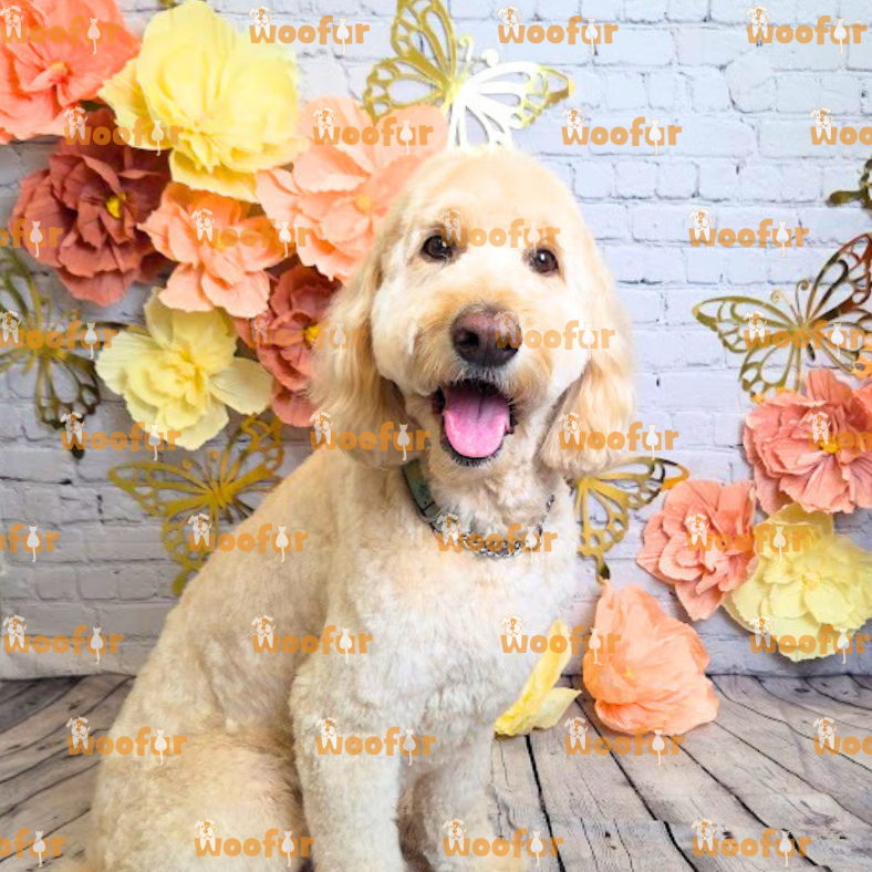 Woofur Daycare Event Photos