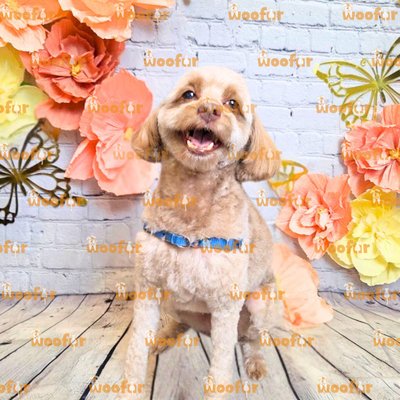 Woofur Daycare Event Photos