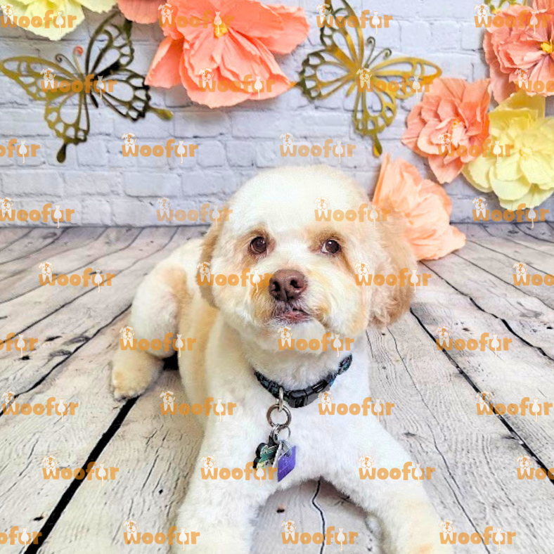Woofur Daycare Event Photos