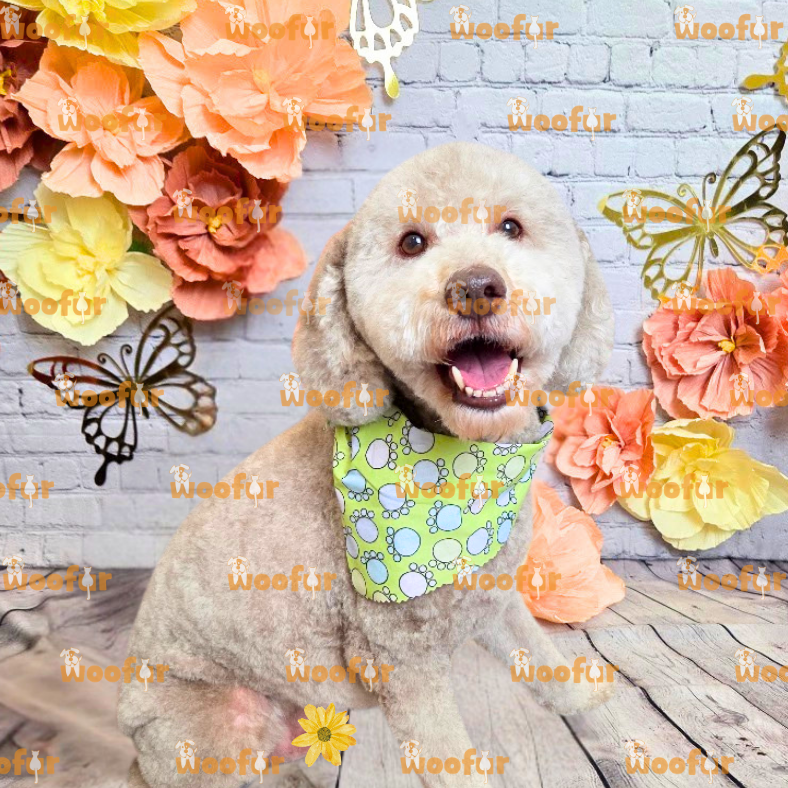 Woofur Daycare Event Photos