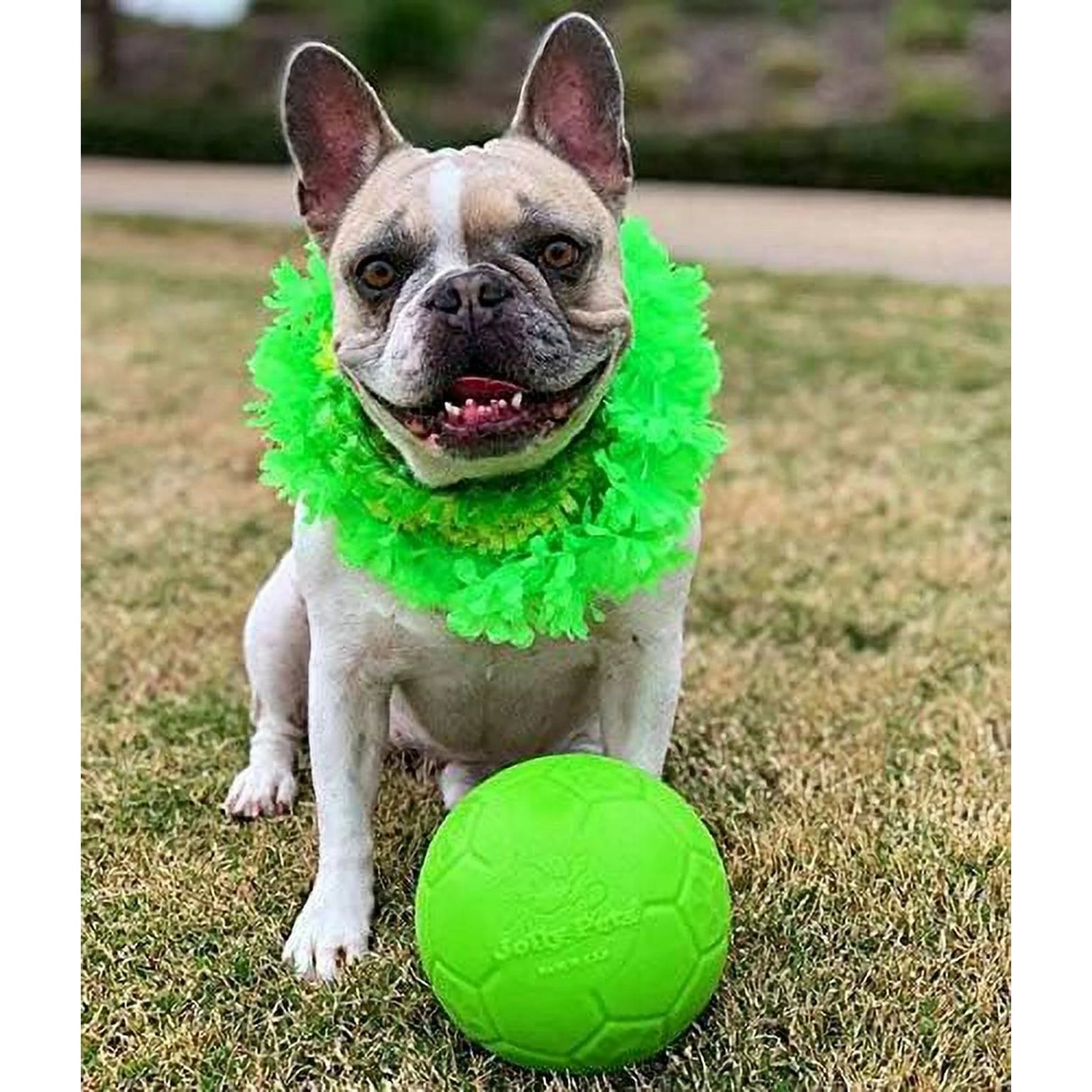 Jolly Pets - Jolly Soccer Ball - Green