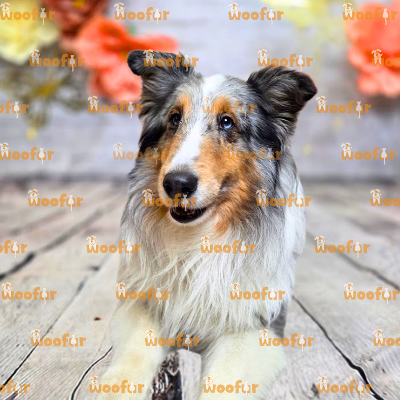 Woofur Daycare Event Photos