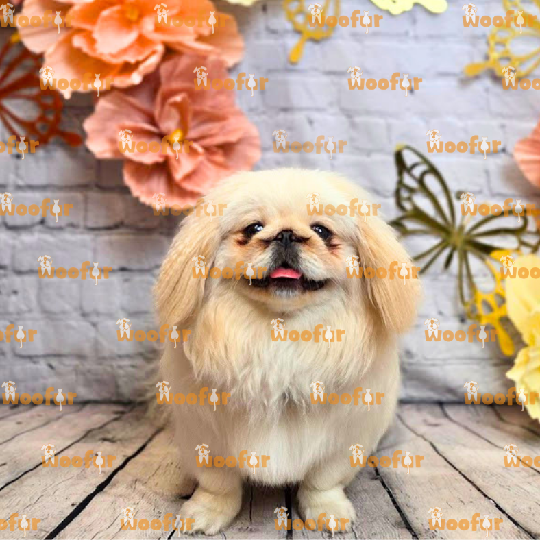 Woofur Daycare Event Photos