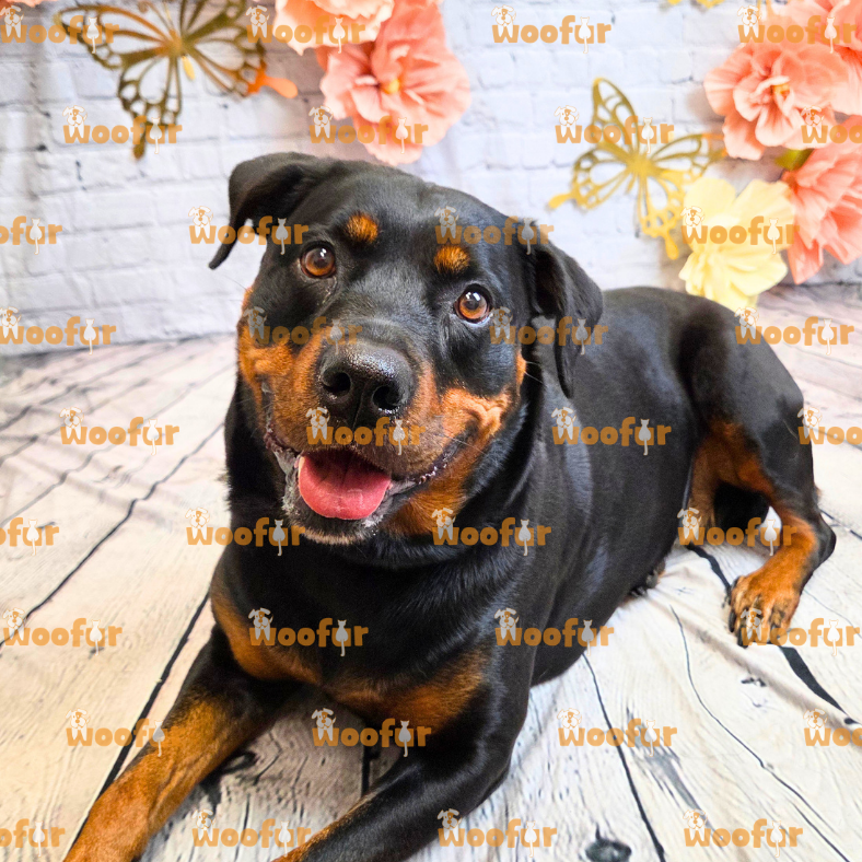 Woofur Daycare Event Photos