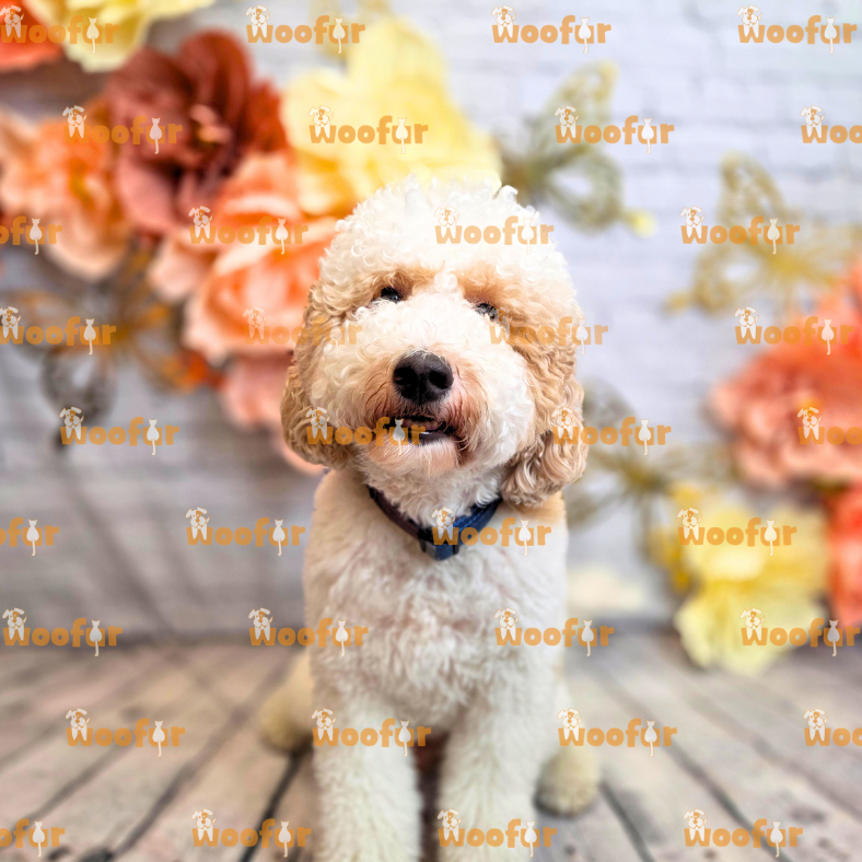 Woofur Daycare Event Photos