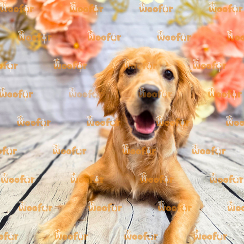 Woofur Daycare Event Photos