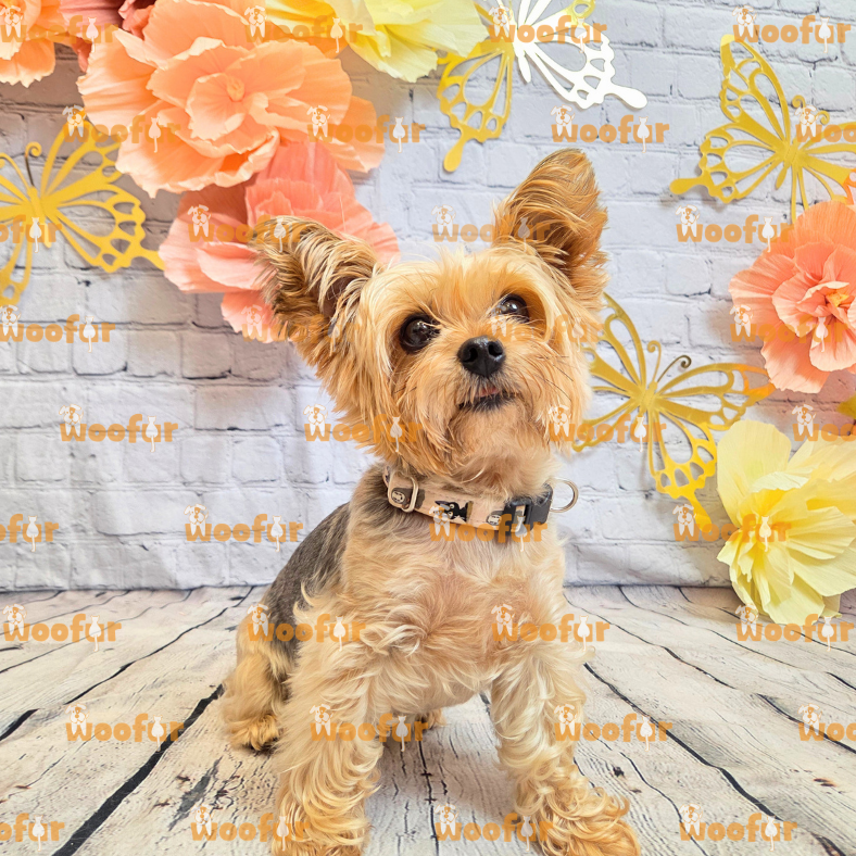 Woofur Daycare Event Photos