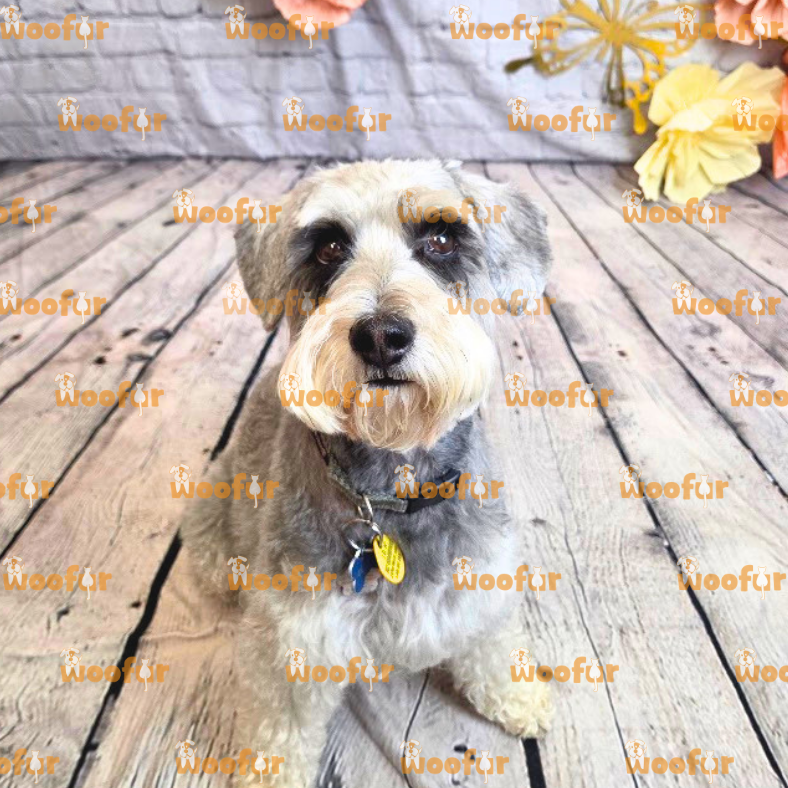Woofur Daycare Event Photos