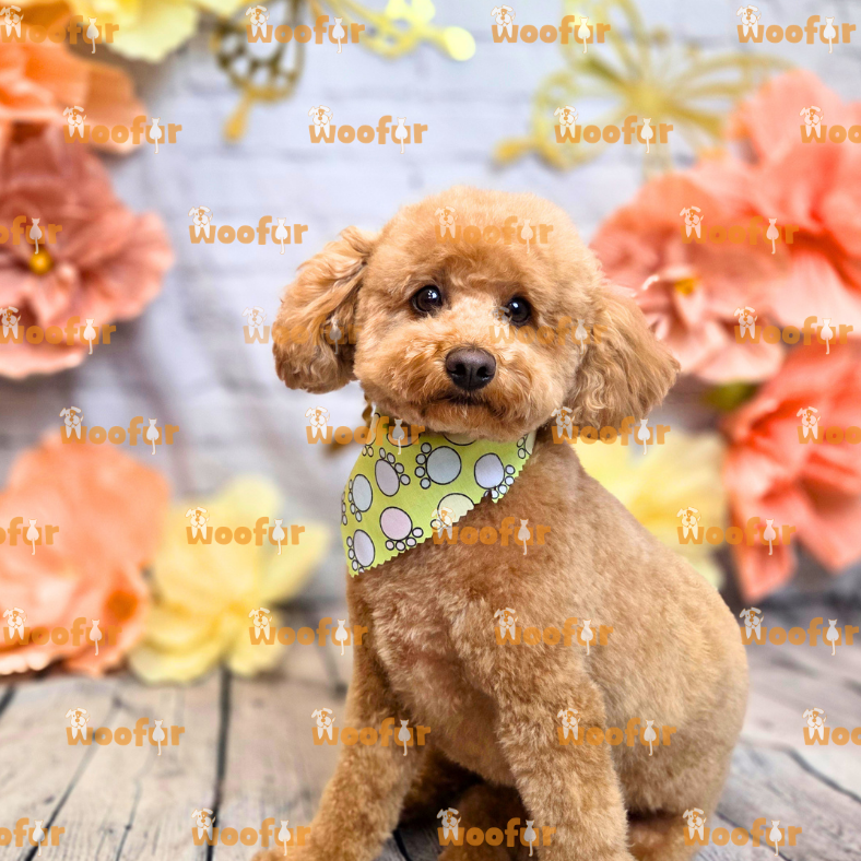 Woofur Daycare Event Photos
