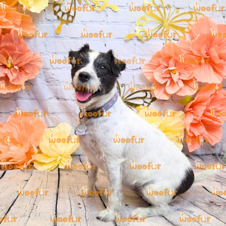 Woofur Daycare Event Photos