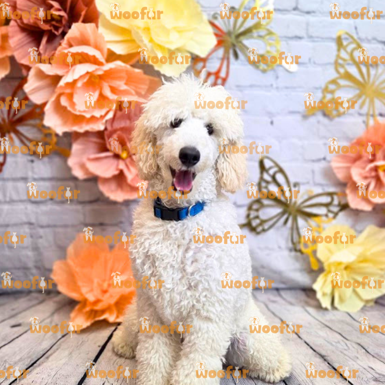 Woofur Daycare Event Photos