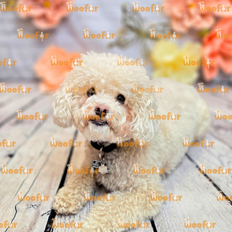Woofur Daycare Event Photos